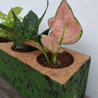 Cork Planter